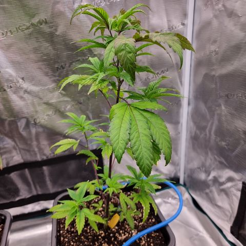 🌹 growlog timeline photo