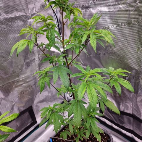 Foto do cronograma do growlog de 💣
