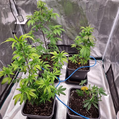 Foto do cronograma do growlog de 💣