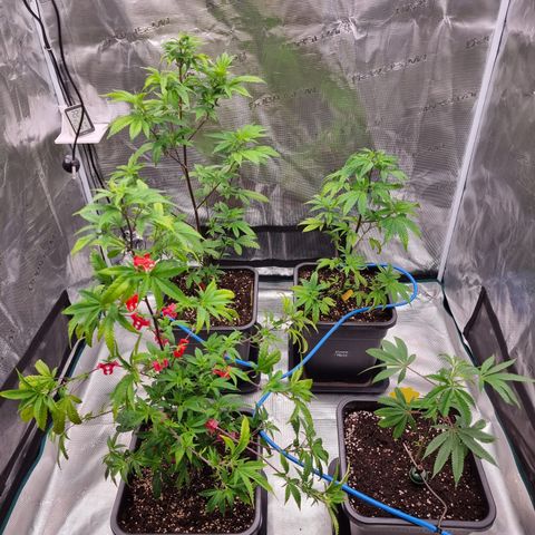 Foto do cronograma do growlog de 💣