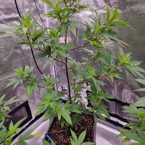 Foto do cronograma do growlog de 💣