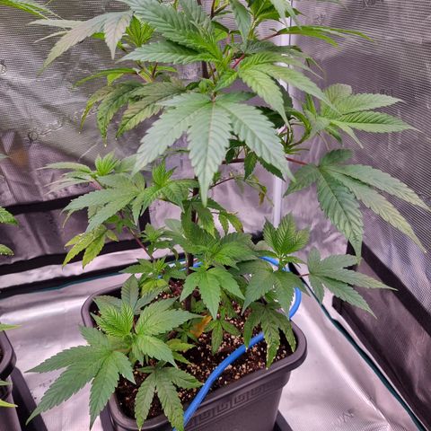 🌹 growlog timeline photo