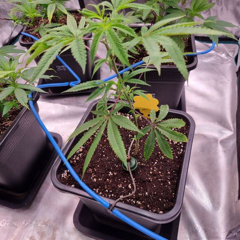 🍒 growlog timeline photo