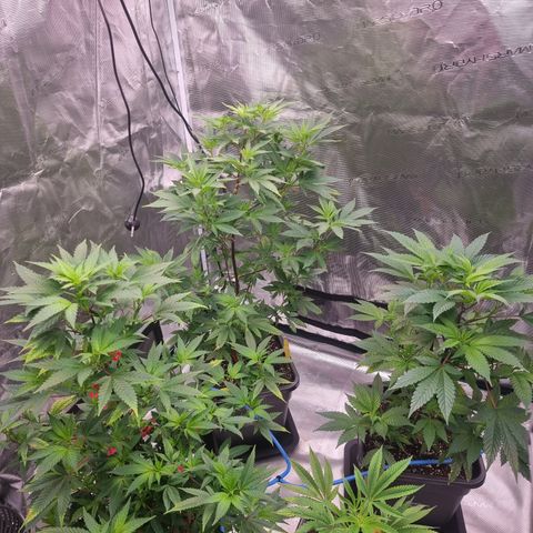 Foto do cronograma do growlog de 💣