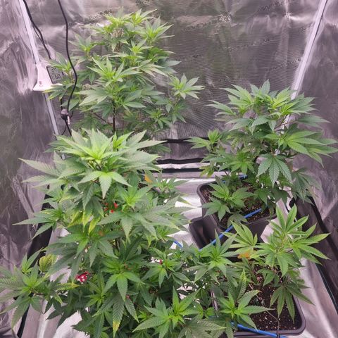 Foto do cronograma do growlog de 💣