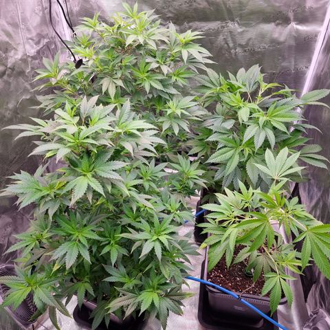 Foto do cronograma do growlog de 💣