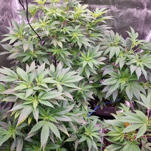 Foto do cronograma do growlog de 💣