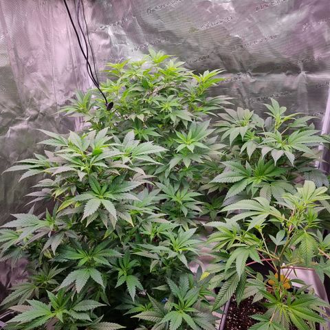 Foto do cronograma do growlog de 💣