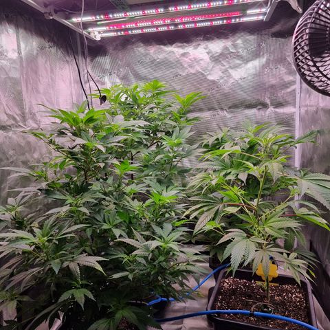 Foto do cronograma do growlog de 💣