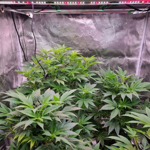 Foto do cronograma do growlog de 💣