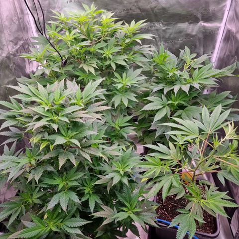 Foto do cronograma do growlog de 💣