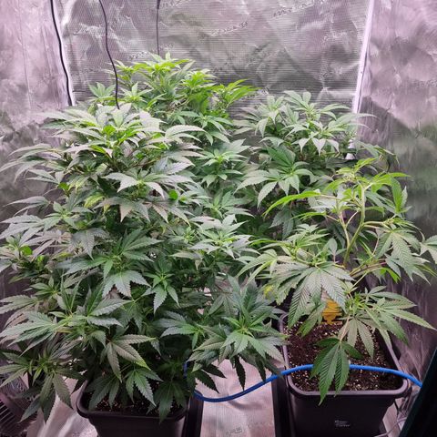 Foto do growlog de 💣: 55 🍒
62 🌹
70 🦍
80 💣