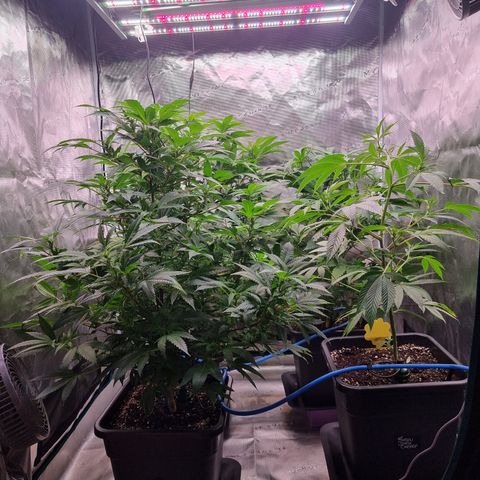 Foto do growlog de 💣: 55 🍒
62 🌹
70 🦍
80 💣