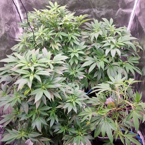 Foto do growlog de 💣: 55 🍒
62 🌹
70 🦍
80 💣