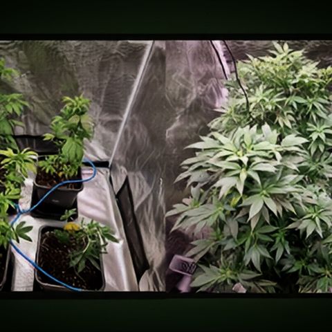 Foto do growlog de 💣: 18 Tage Zelt
Vorher/Nachher