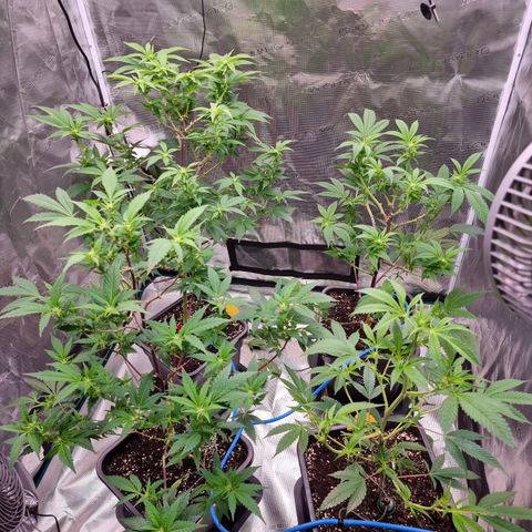 Foto do growlog de 💣: Jetzt sind sie wohl nackt 😏
massive Entlaubung, wir hoffen auf bunte dicke Pocken ohne jegliche Komplikationen und sonst heißt es ab jetzt wieder.. Geduld -.-