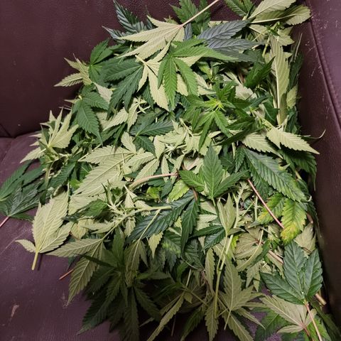 Foto do growlog de 💣: Jetzt sind sie wohl nackt 😏
massive Entlaubung, wir hoffen auf bunte dicke Pocken ohne jegliche Komplikationen und sonst heißt es ab jetzt wieder.. Geduld -.-