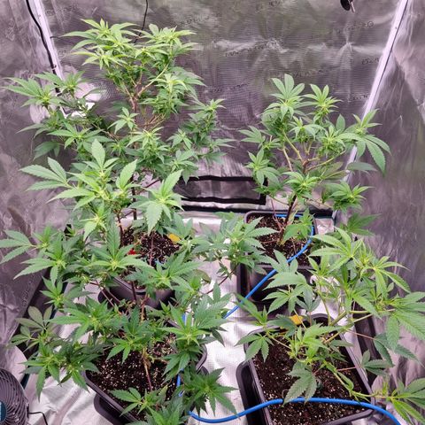 Foto do growlog de 💣: Jetzt sind sie wohl nackt 😏
massive Entlaubung, wir hoffen auf bunte dicke Pocken ohne jegliche Komplikationen und sonst heißt es ab jetzt wieder.. Geduld -.-