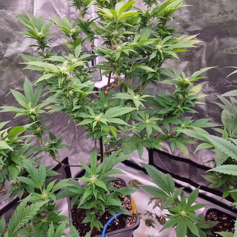 Foto do cronograma do growlog de 💣