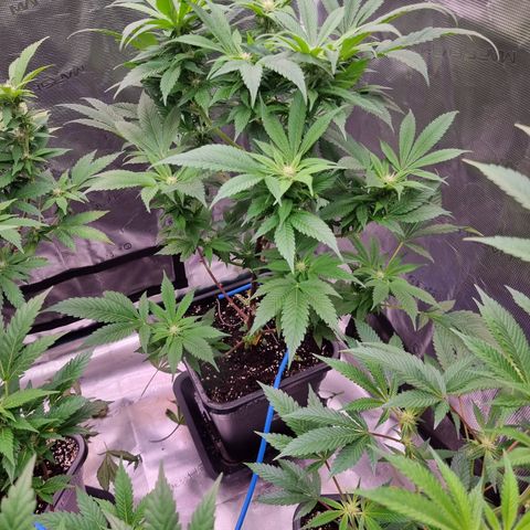 🌹 growlog timeline photo