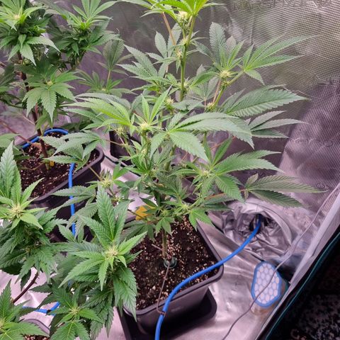 🍒 growlog timeline photo