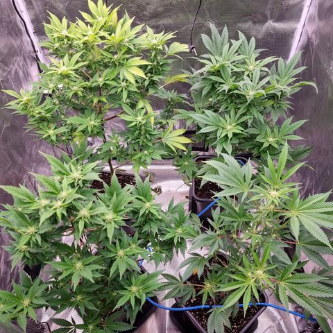Foto do cronograma do growlog de 💣