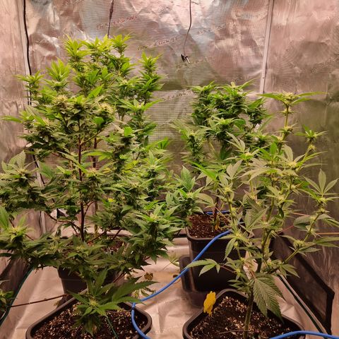 Foto do cronograma do growlog de 💣