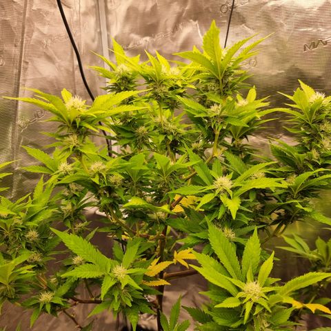 Foto do cronograma do growlog de 💣
