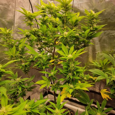 Foto do cronograma do growlog de 💣