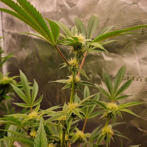 🍒 growlog timeline photo