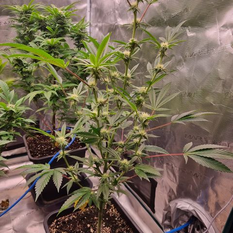 🍒 growlog timeline photo