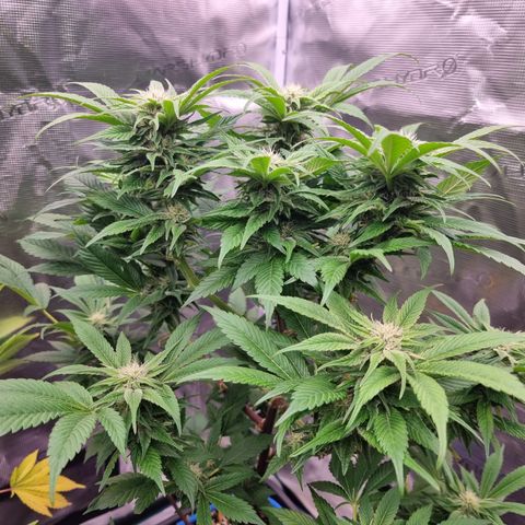 🌹 growlog timeline photo
