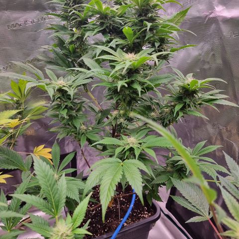 🌹 growlog timeline photo