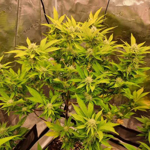 Foto do cronograma do growlog de 💣