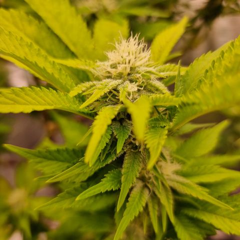Foto do cronograma do growlog de 💣