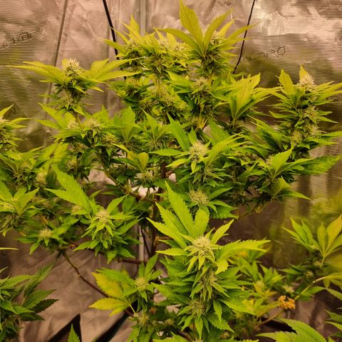 Foto do cronograma do growlog de 💣
