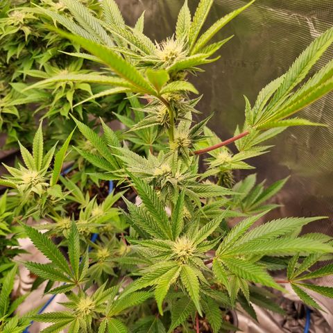 🍒 growlog timeline photo