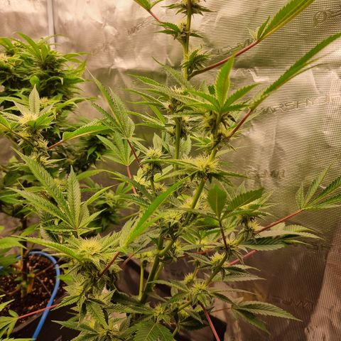 🍒 growlog timeline photo