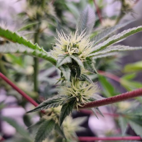 🍒 growlog timeline photo