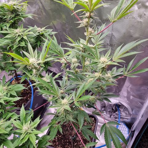 🍒 growlog timeline photo