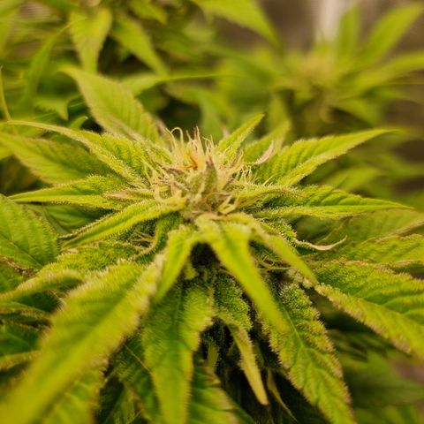 🌹 growlog timeline photo