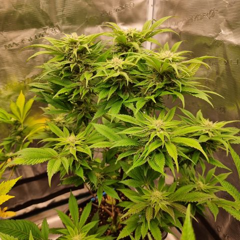 🌹 growlog timeline photo