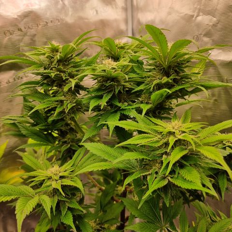 🌹 growlog timeline photo