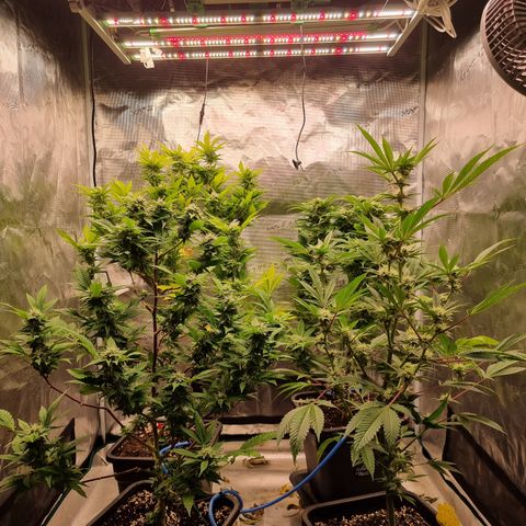 Foto do cronograma do growlog de 💣