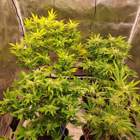 Foto do cronograma do growlog de 💣