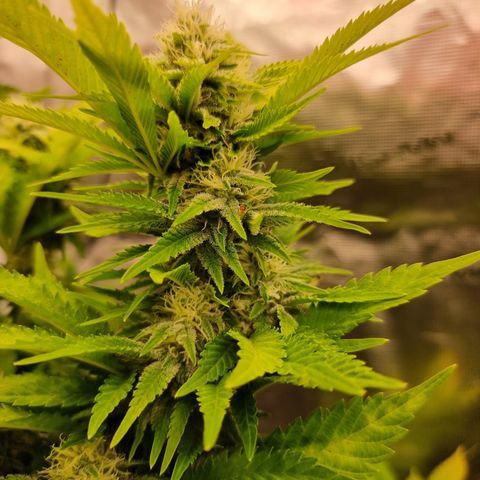 Foto do cronograma do growlog de 💣