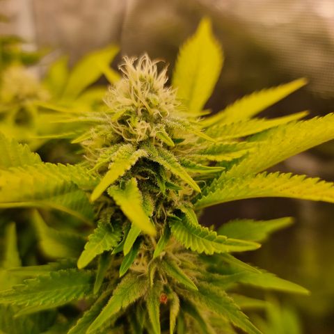 Foto do cronograma do growlog de 💣