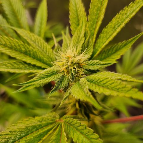 🍒 growlog timeline photo