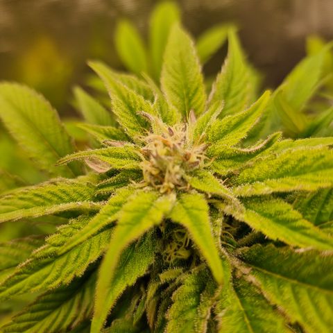 🌹 growlog timeline photo