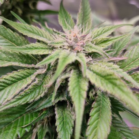 🌹 growlog timeline photo